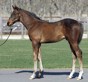 foal ex titanqueen