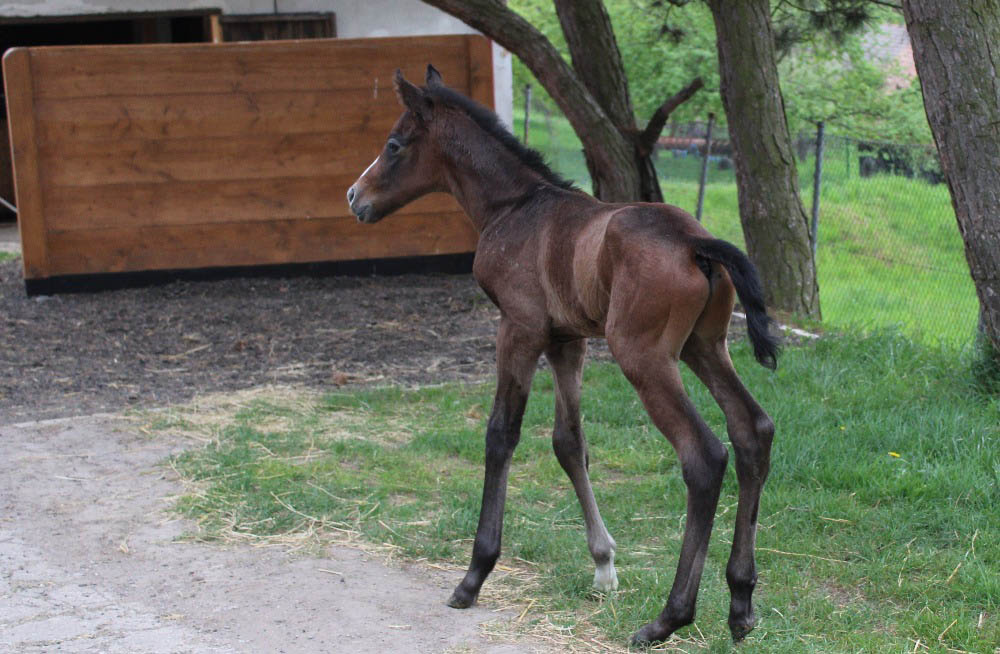 foal livingcolors 2019 2