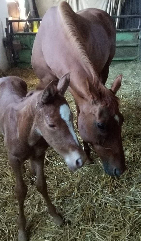 foal orphan wallace 19 2