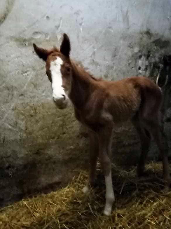 Shaywan first foal2