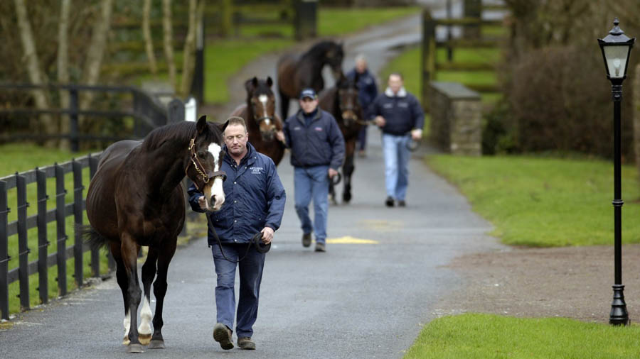 coolmore stallions