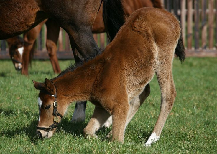 enable foal