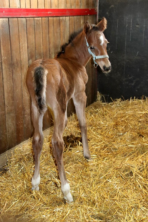 foal Avera Egerton 2020