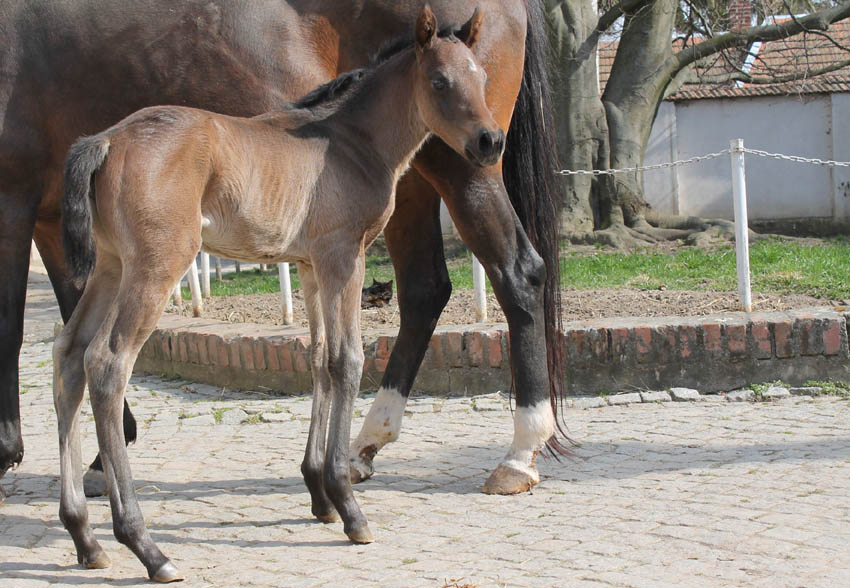 foal Vltava 2020