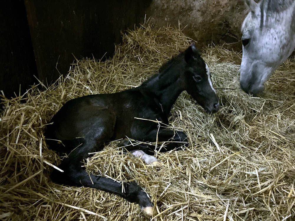 foal calistegia2 2020