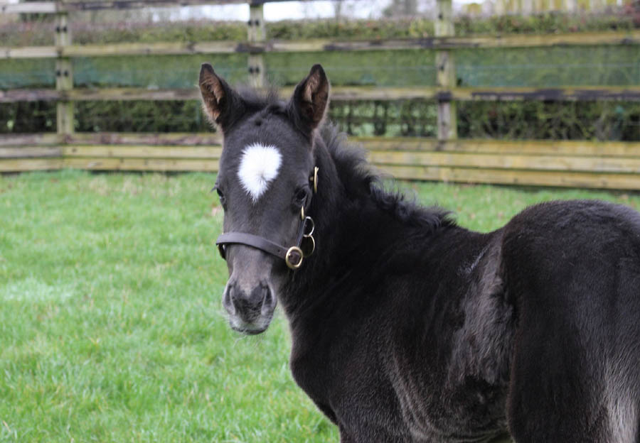 foal minding deepimpact2020 2