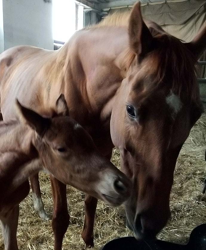 foal orphan wallace 20