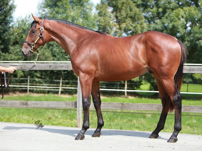 Lot 195 osarus