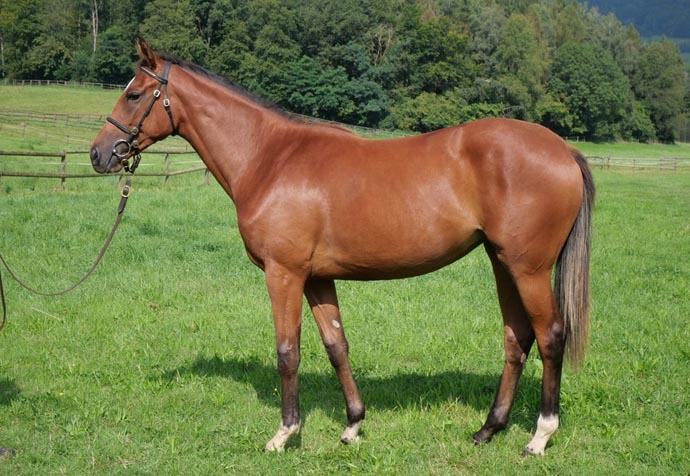 Lot 23 bbag