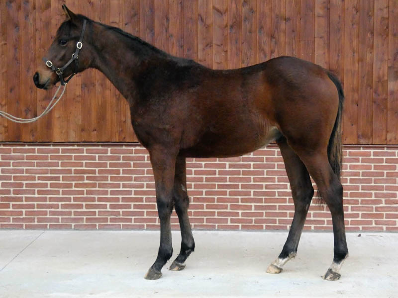 Zakar Polyanta 21 colt