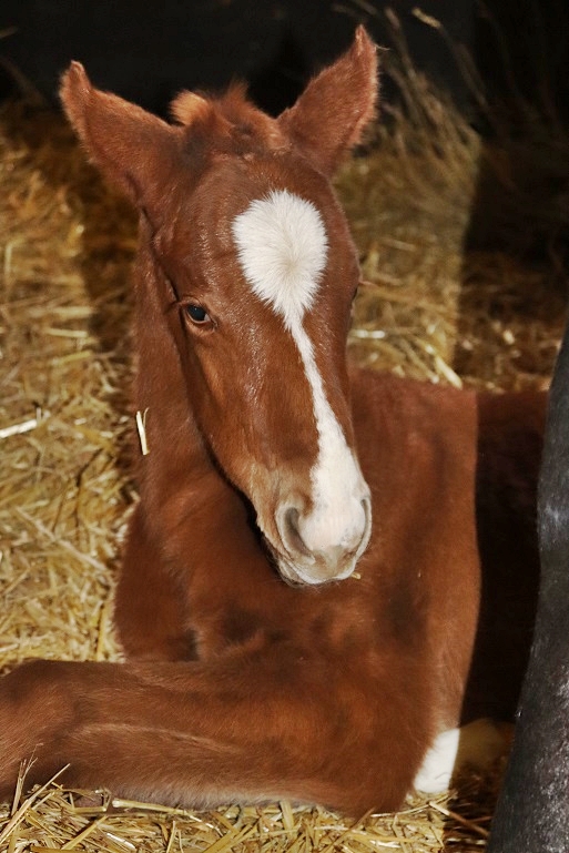 foal dallyhit 2021b