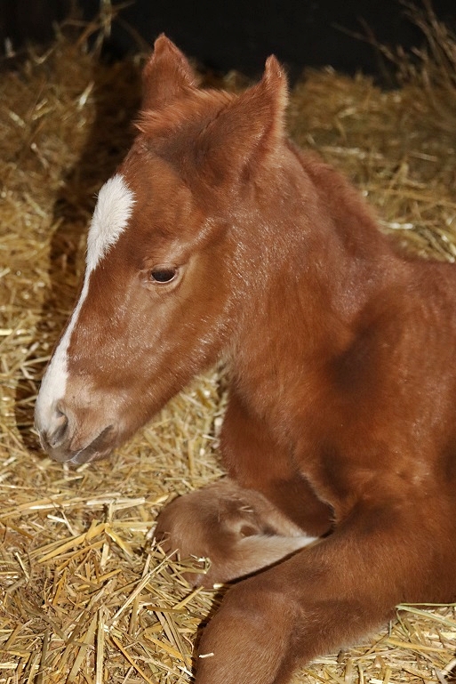 foal dallyhit 2021d
