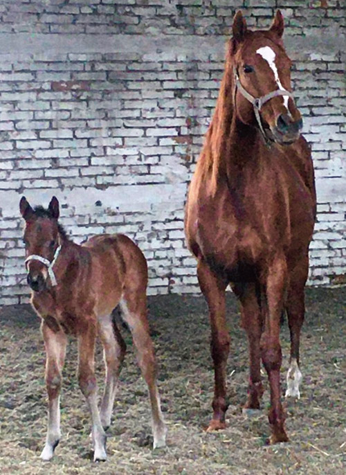 foal fantaziamia