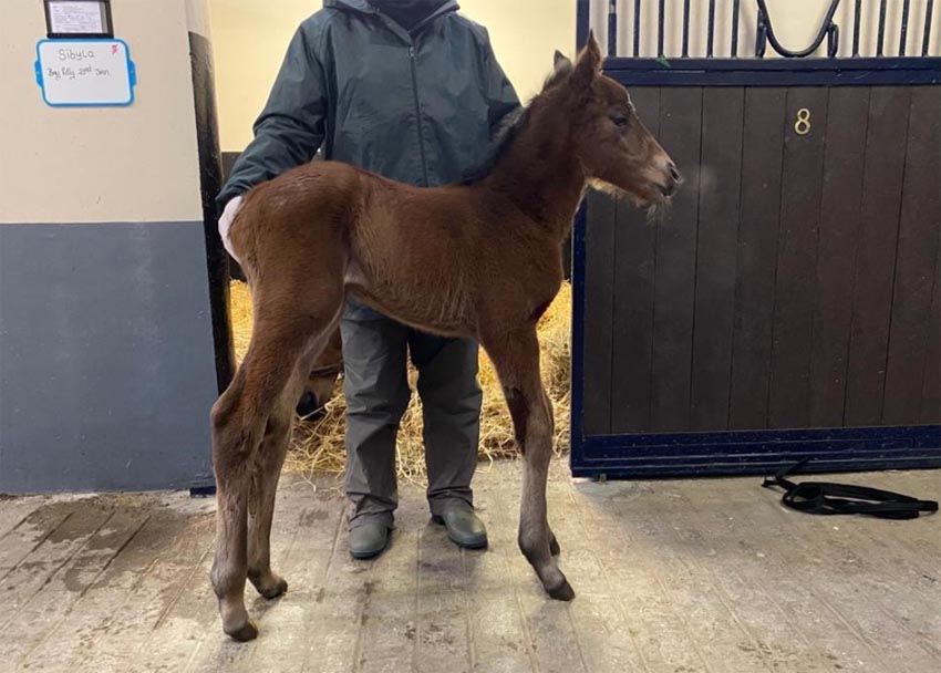 foal sibyla churchill 21