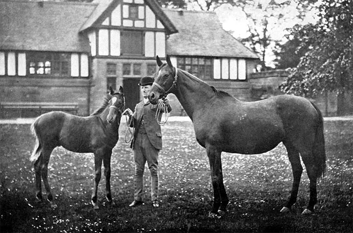 Orelio foal