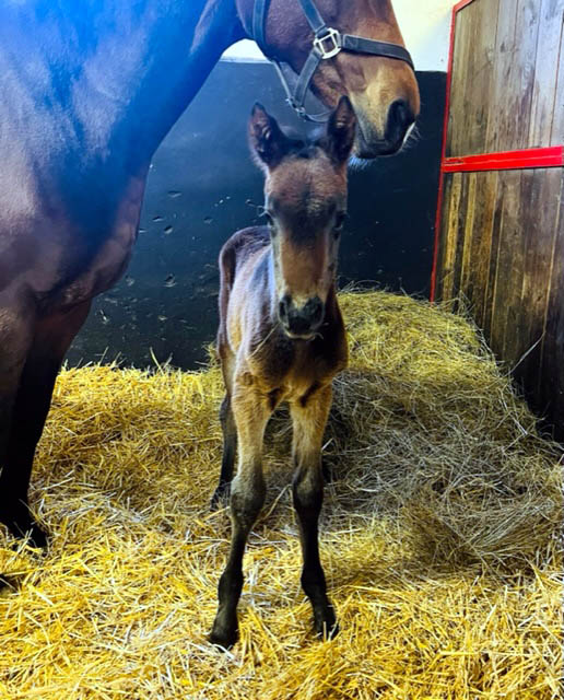 foal dumnonia 22