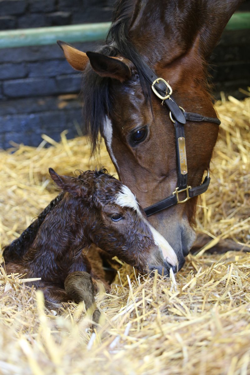 foal enable 22
