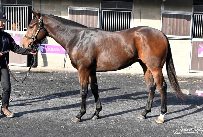 lot 677 highlandreel2