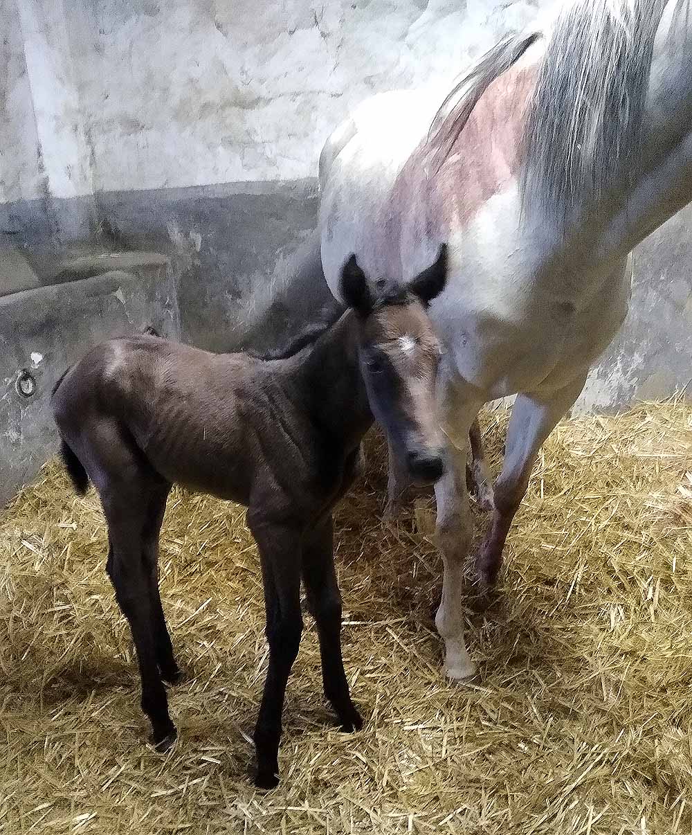 foal Zorianna 23 2