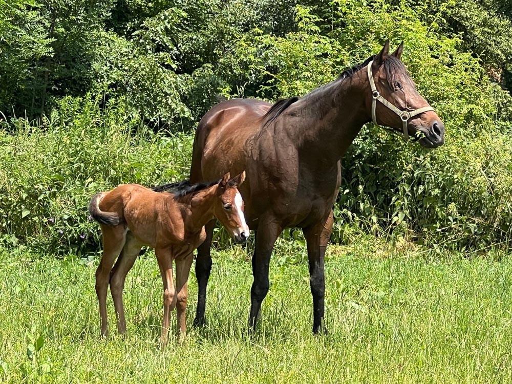foal mikropFong 2023