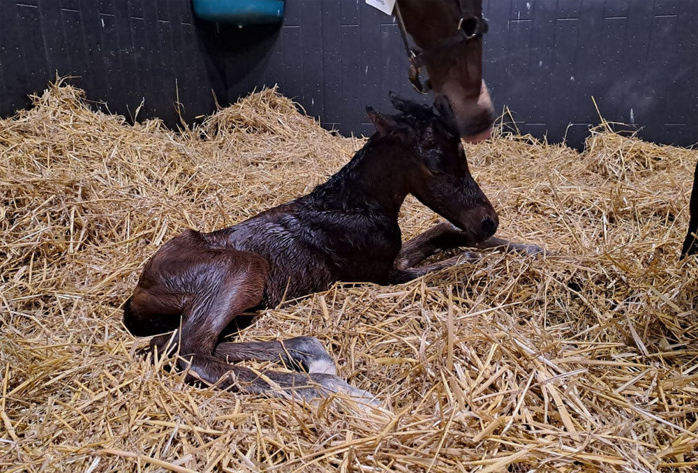 foal ladyinpink24b