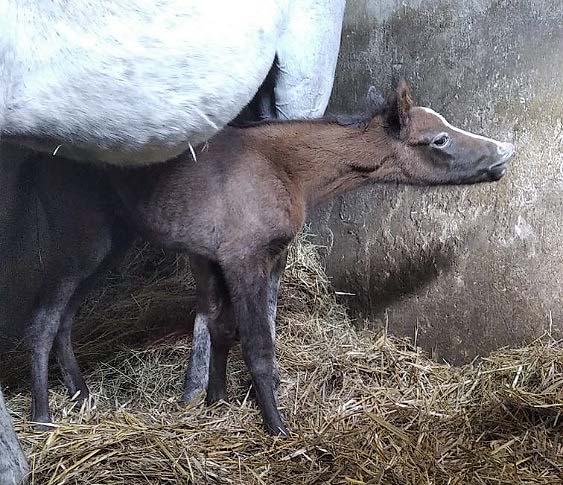 foal silverempress2