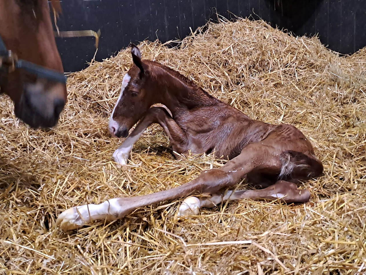 foal wakalaura24b