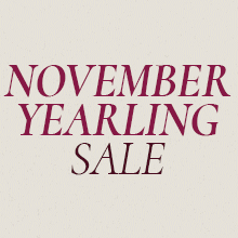 arqana december Fitmin 220