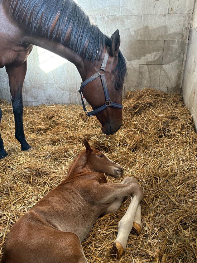 foal FrenchQuebec 25 2