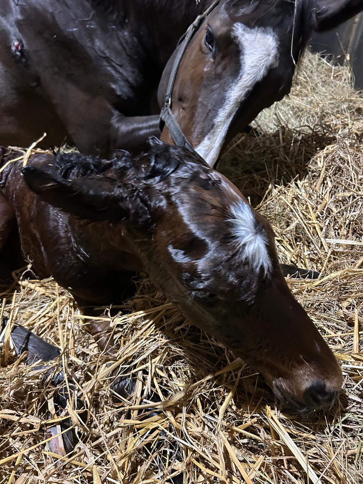 foal polyanta 25