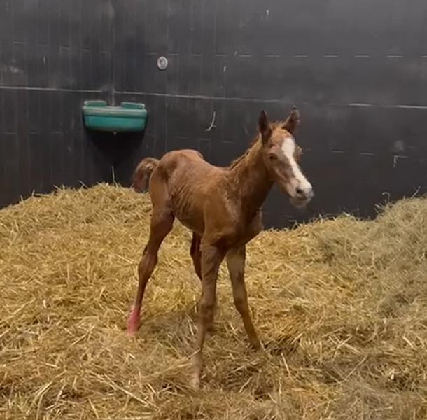 foal queenofbeaufay25 2
