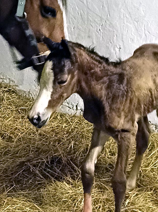 foal Roxette 26 1