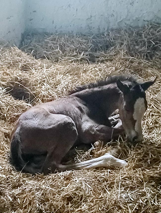 foal Roxette 26 2