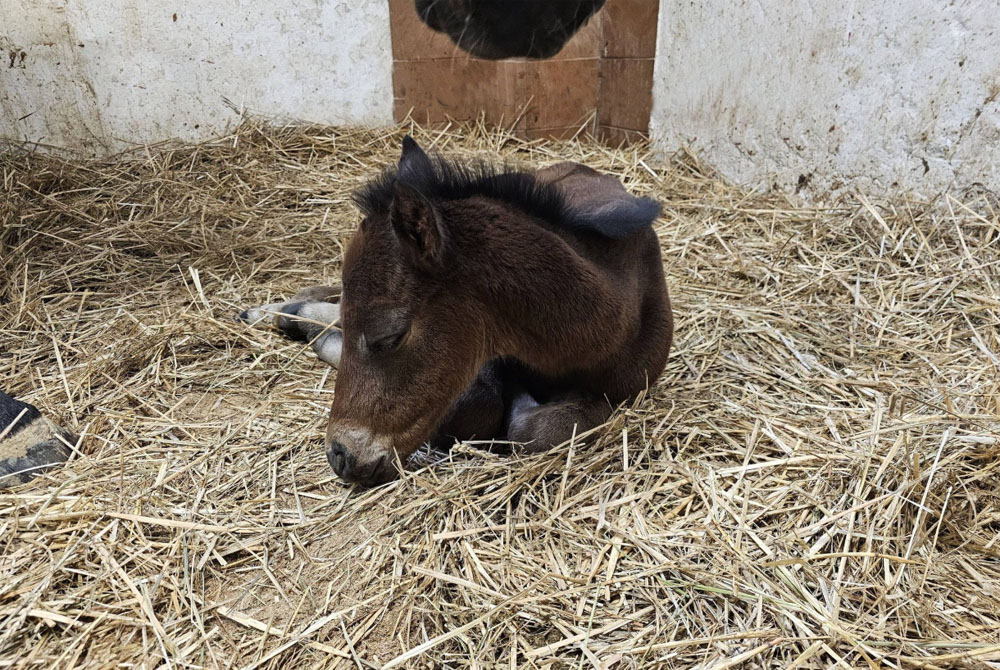 foal medelin Opasan26