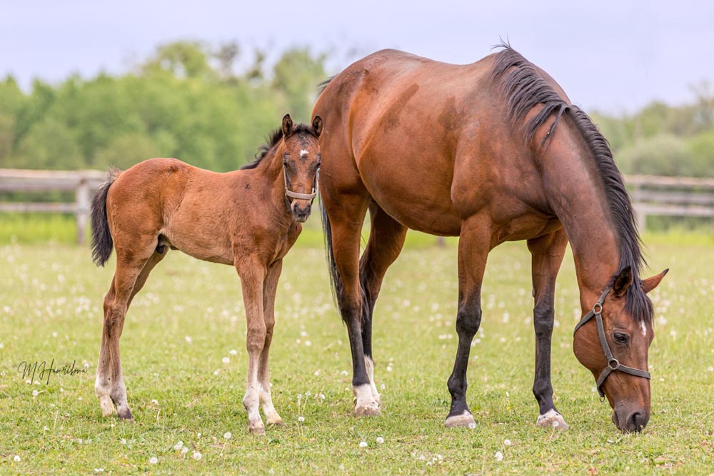 hebeek ET x South Captiva