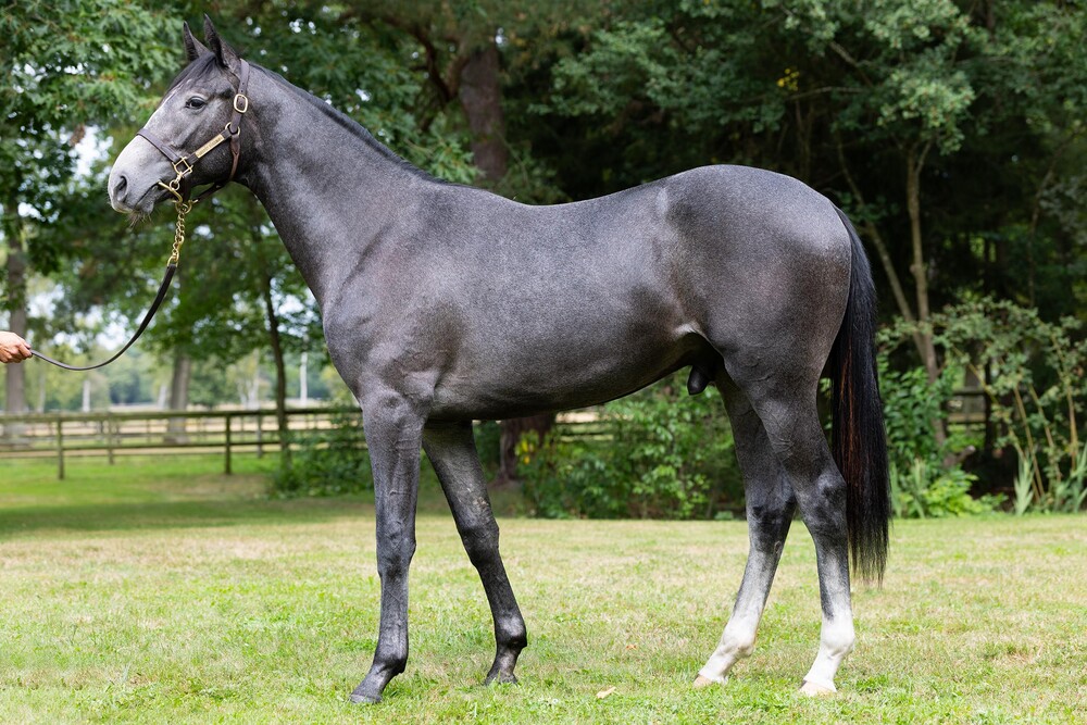 lot 137 Wengernalp