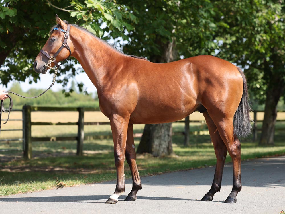 lot 396