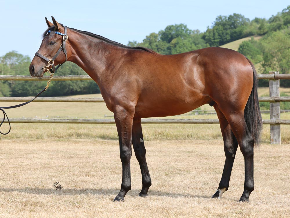 lot 54 zKoneko