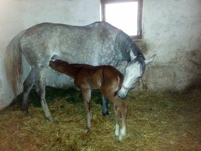 shamal sally foal